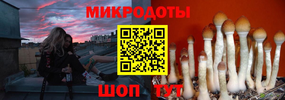 Псилоцибиновые грибы Psilocybe Жуковский